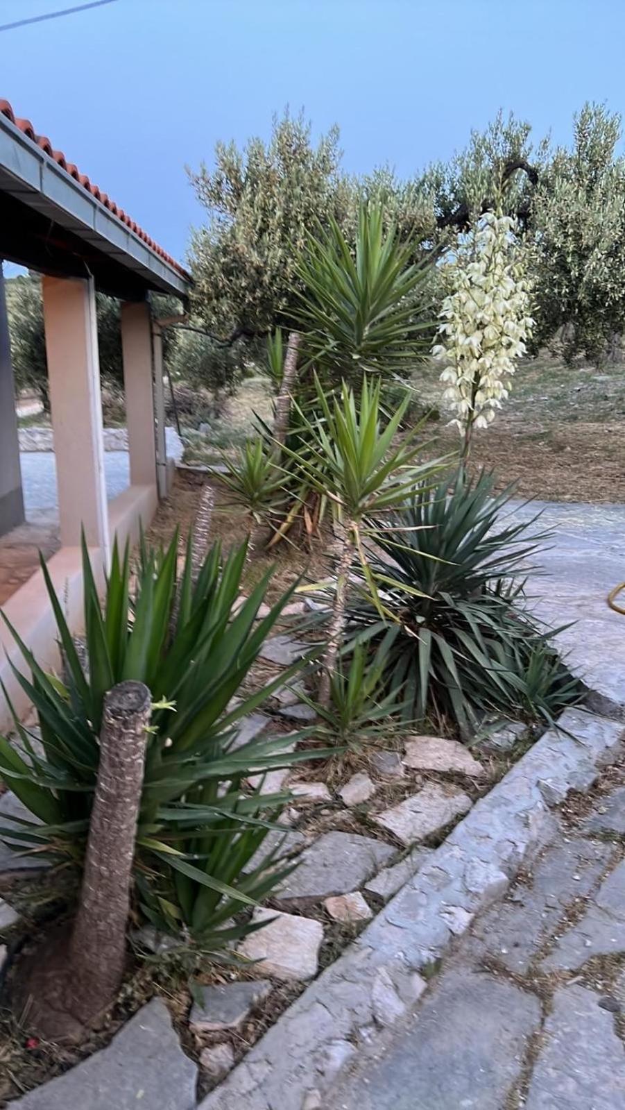 Maslina House Villa Sutivan Exterior photo